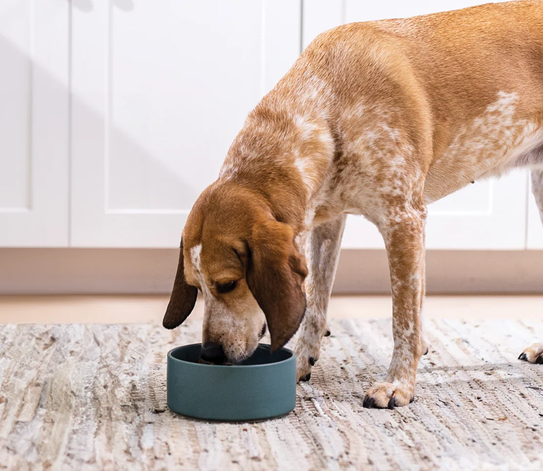 Chicken & Grass-Fed Beef Hearty Stew Wet Dog Food - Image 5
