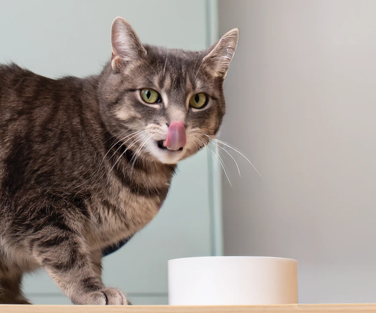 Chicken & Grass-Fed Beef Morsels in Gravy for Cats - Image 5