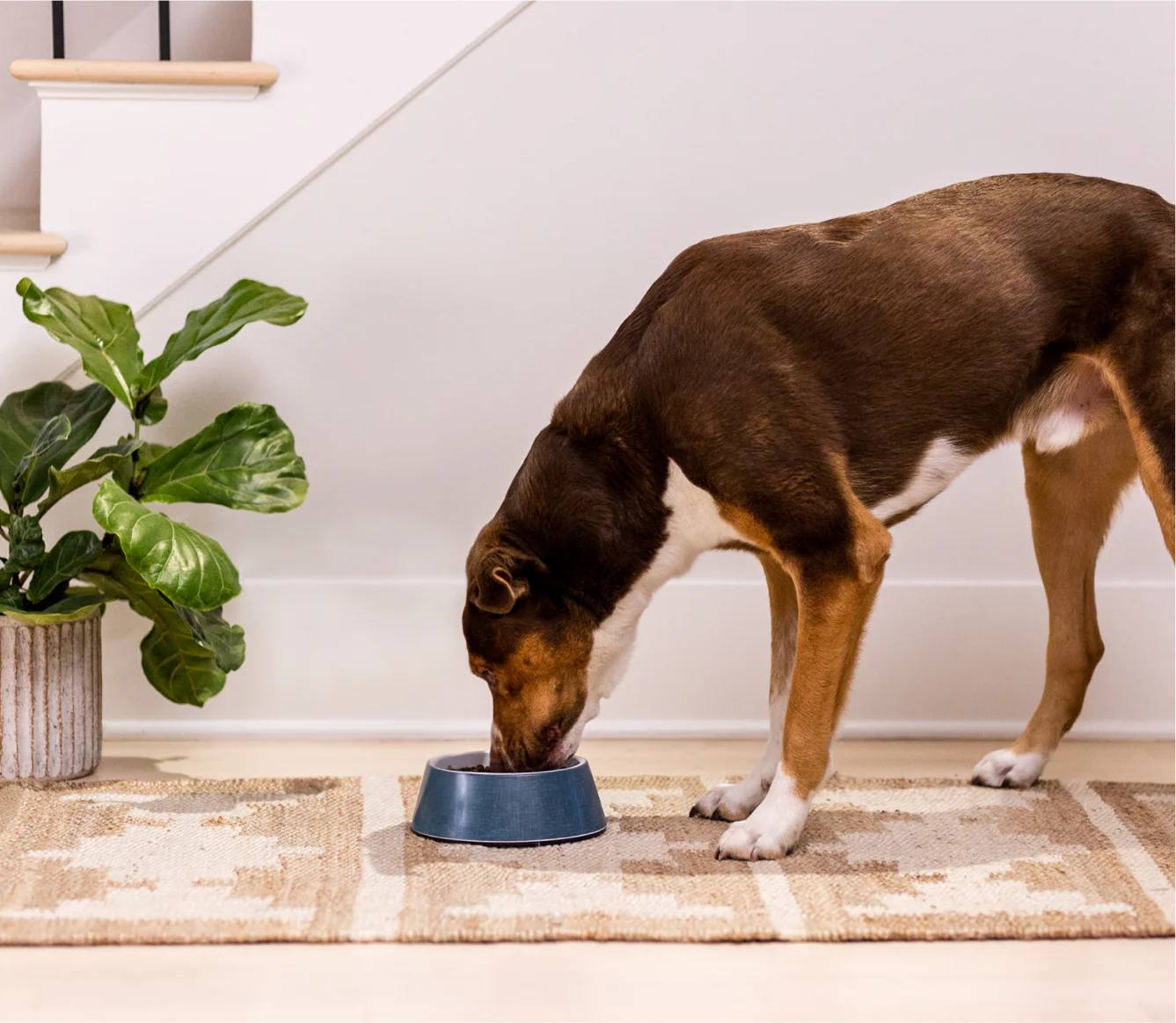 Grass-Fed Beef & Ancient Grains Dog Kibble - Image 5
