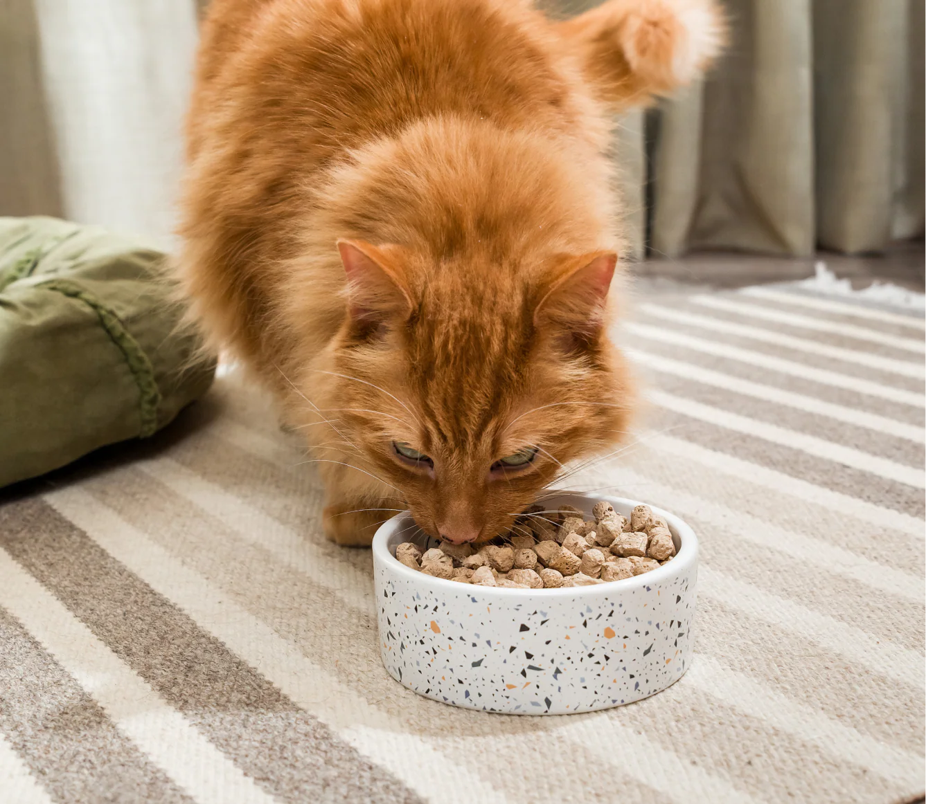 Wild-Caught Salmon & Cod Freeze Dried Raw Morsels for Cats - Image 5