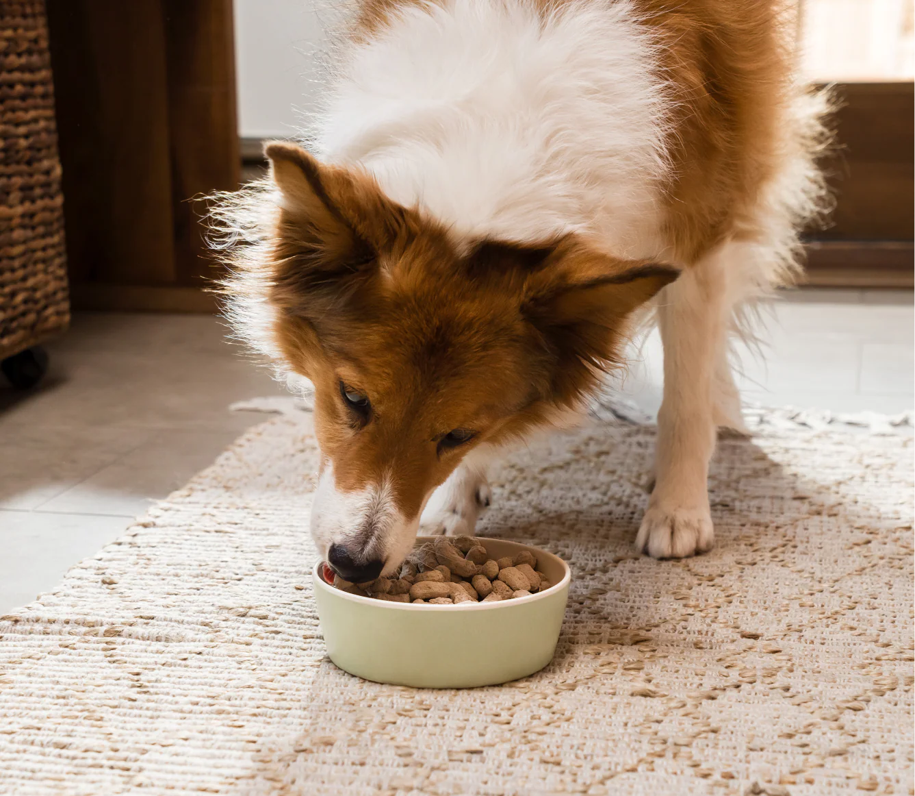 Harvest Chicken Freeze Dried Raw Morsels for Dogs - Image 5