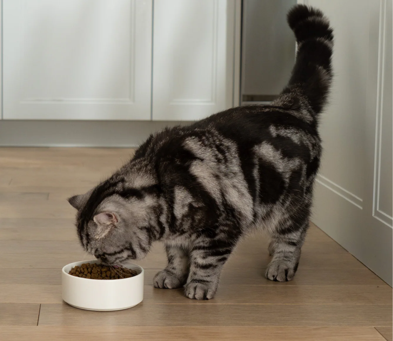Goodbowl™ Harvest Chicken & Brown Rice Cat Kibble - Image 5