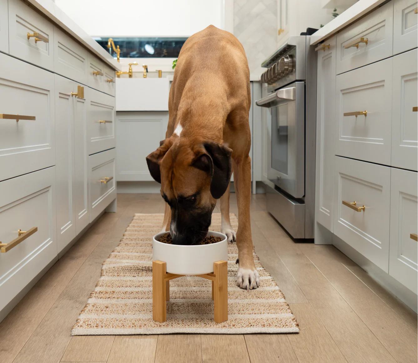 Goodbowl™ Grass-Fed Beef & Brown Rice Dog Kibble - Image 5