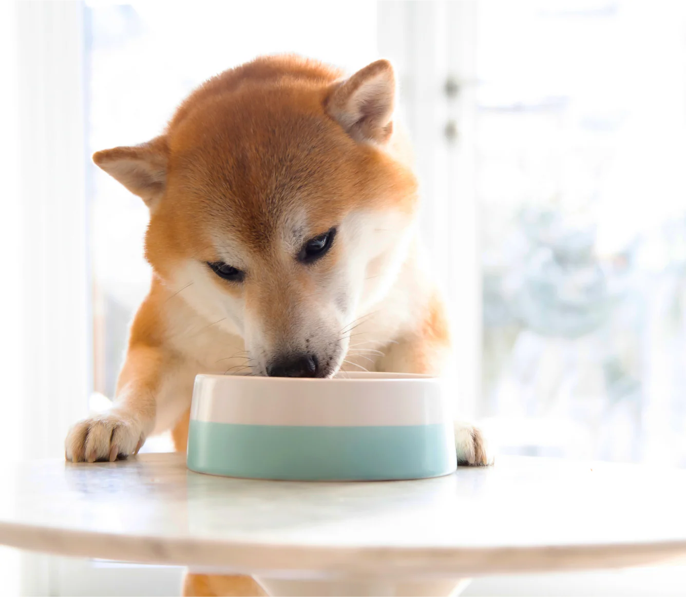 Grass-Fed Beef Rustic Stew Wet Dog Food - Image 5