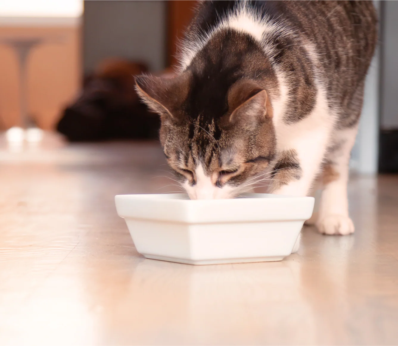 Homestead Turkey Rustic Blend Wet Cat Food - Image 5