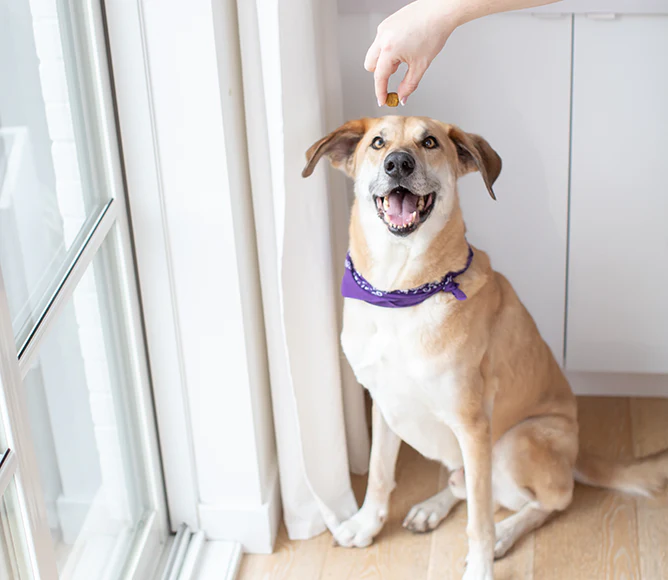 Hip & Joint Health Supplement Chews for Dogs - Image 4