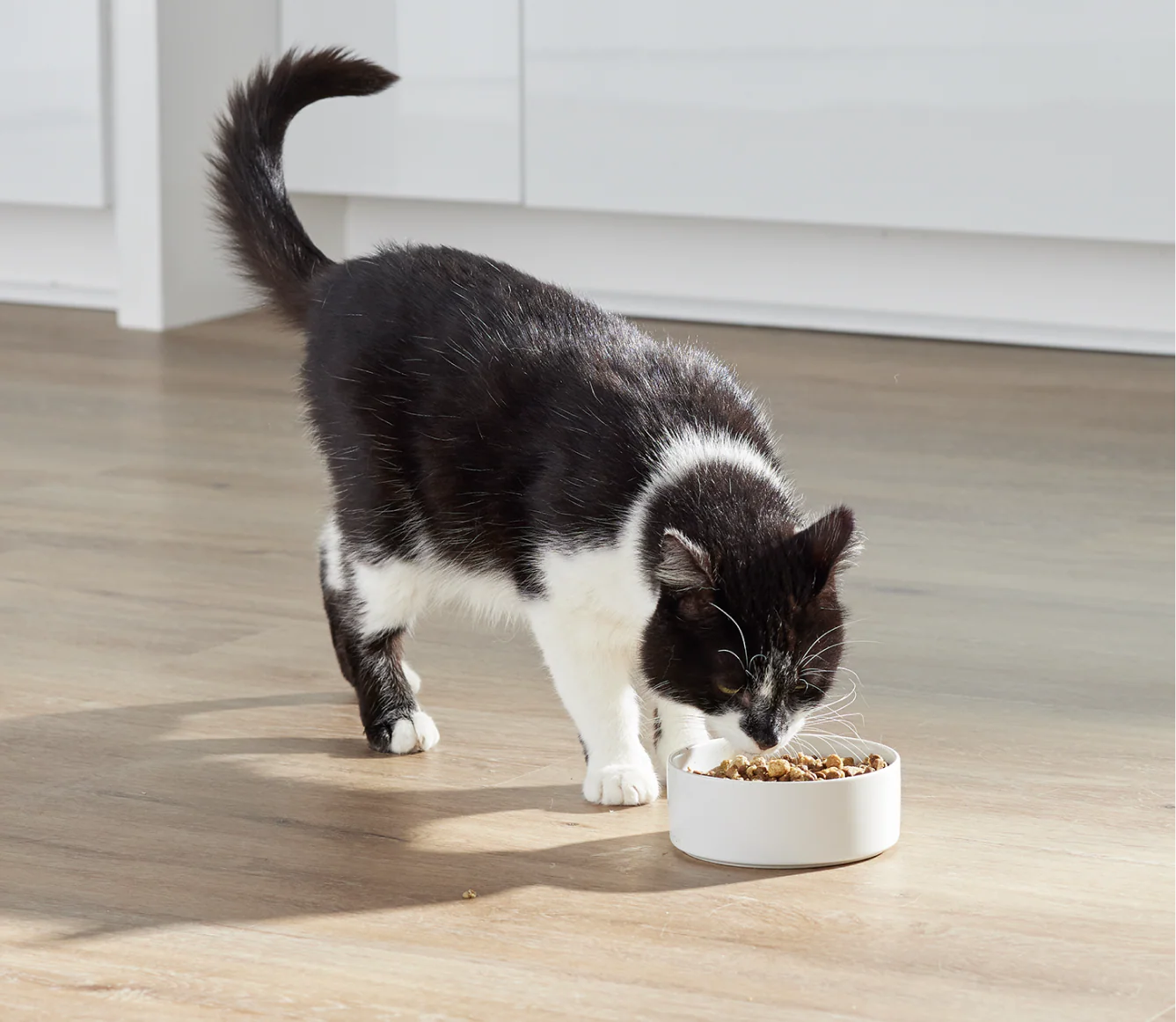 RawMix Wild Ocean Grain-Free Cat Kibble - Image 5