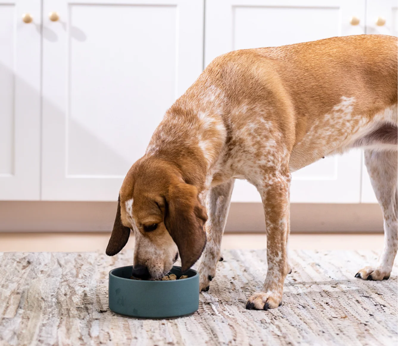 RawMix Front Range Freeze Dried Raw Morsels for Dogs - Image 5