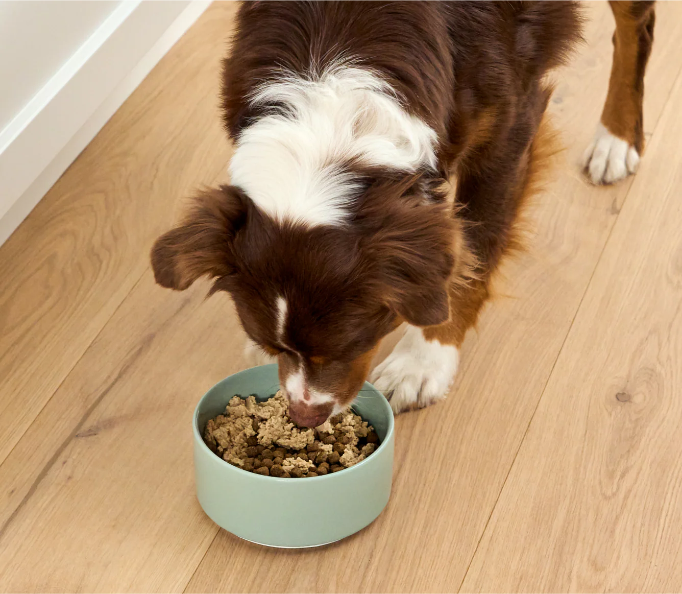 Salmon & Cod Topper for Dogs - Image 5