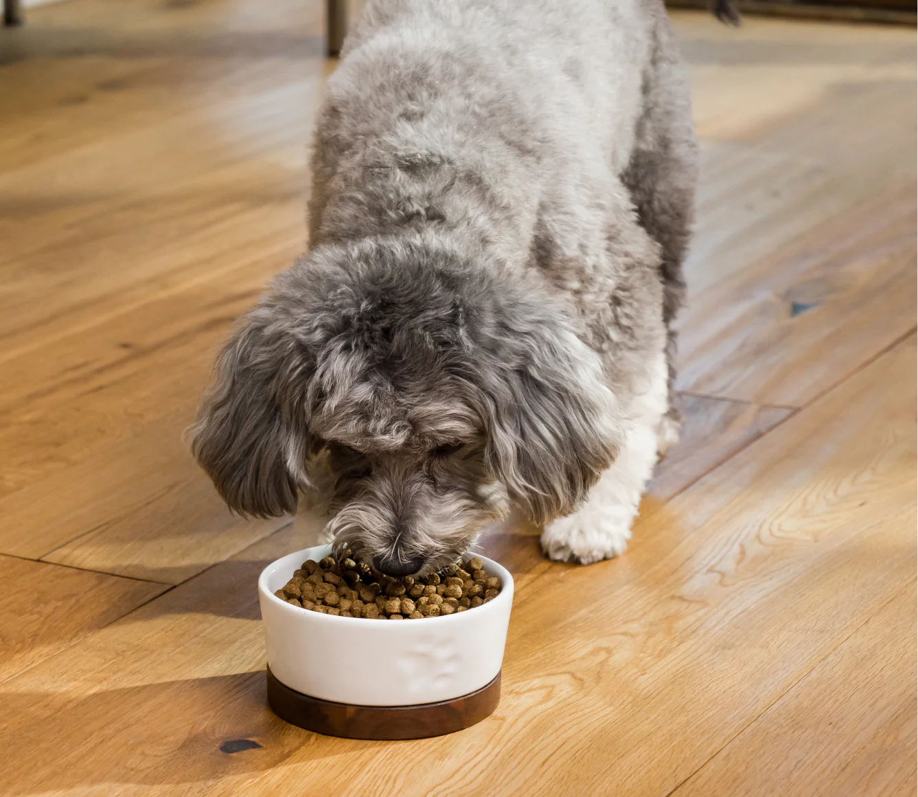Chicken & Salmon Grain-Free Puppy Kibble - Image 5