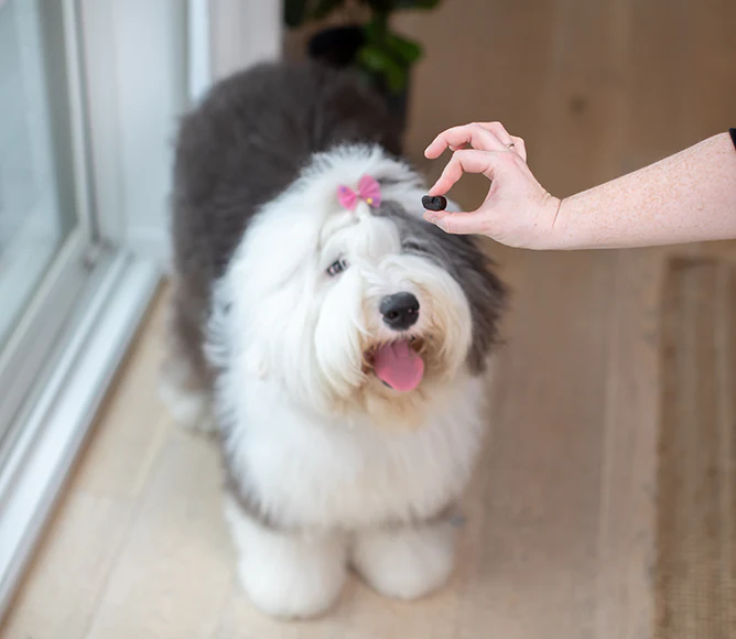 Skin & Coat Food Supplement Chews for Dogs - Image 4