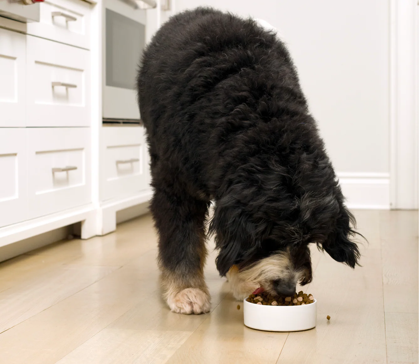 RawMix Large Breed Grain-Free Dog Kibble - Image 5