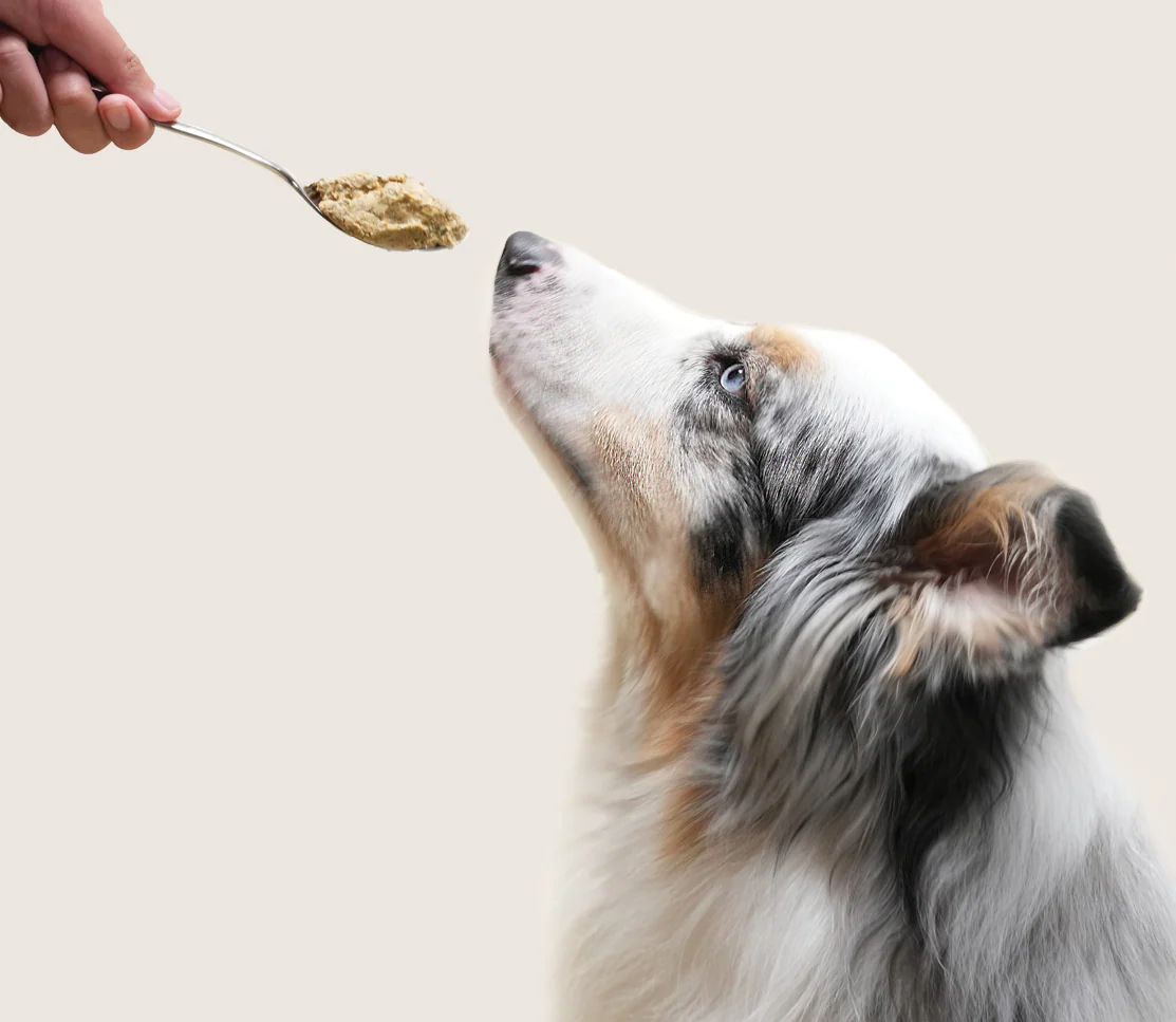 Grass-Fed Beef Grain-Free Freshly Crafted Dog Food - Image 5