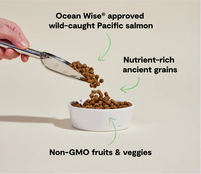 Wild-Caught Salmon & Ancient Grains Dog Kibble - Image 4